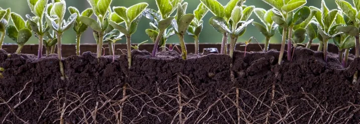 Reihe grüner Setzlinge mit Wurzeln